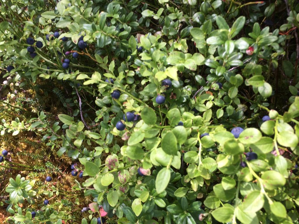 Affittacamere Ellis Garden Vemhån Esterno foto